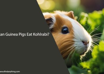 Can Guinea Pigs Eat Kohlrabi