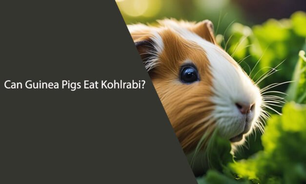 Can Guinea Pigs Eat Kohlrabi?