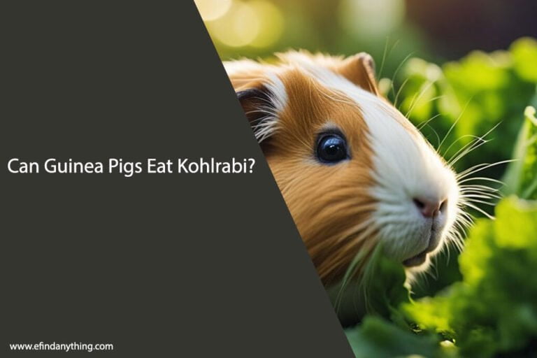 Can Guinea Pigs Eat Kohlrabi