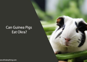 Can Guinea Pigs Eat Okra