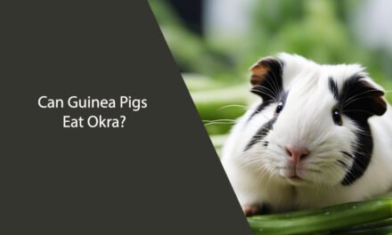 Can Guinea Pigs Eat Okra? A Comprehensive Guide