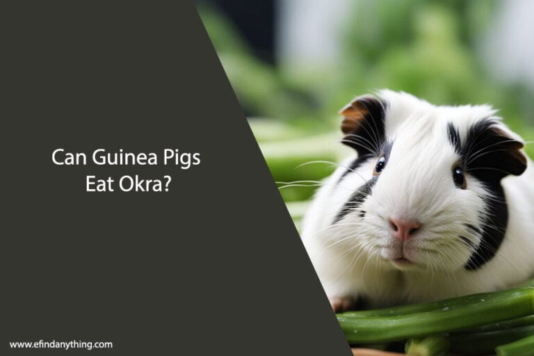 Can Guinea Pigs Eat Okra