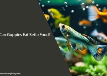 Can Guppies Eat Betta Food