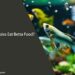 Can Guppies Eat Betta Food