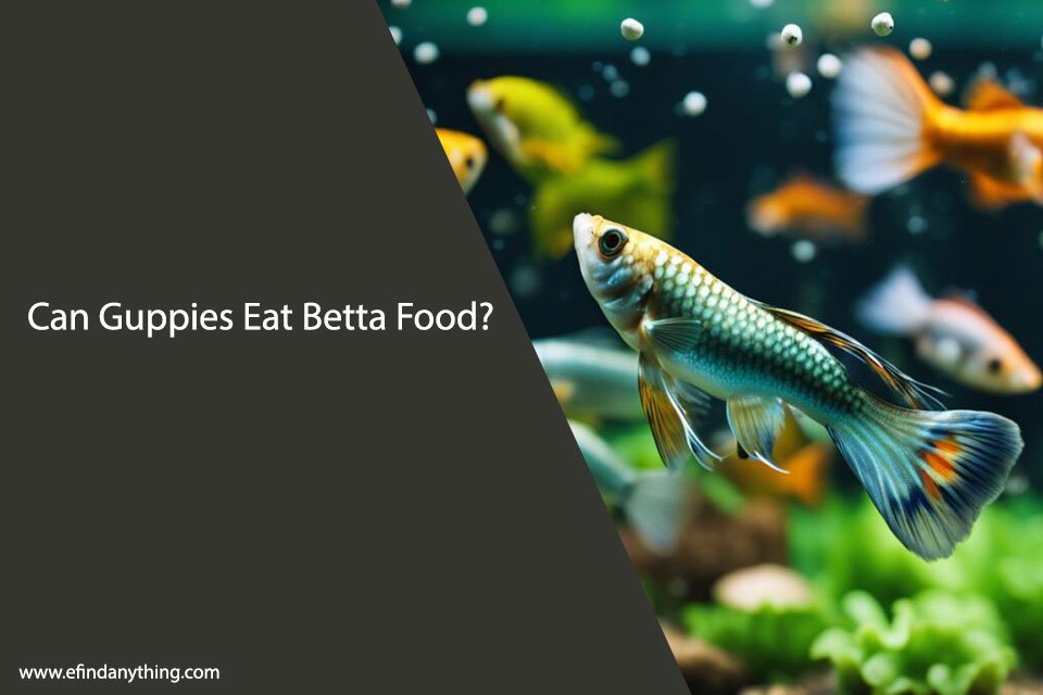 Can Guppies Eat Betta Food