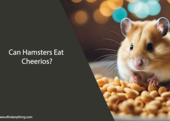 Can Hamsters Eat Cheerios