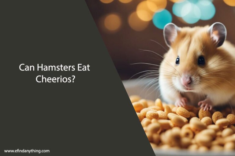 Can Hamsters Eat Cheerios