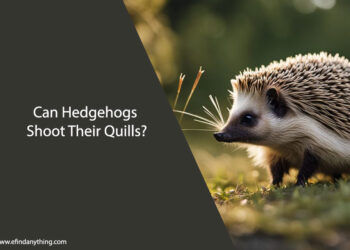 Can Hedgehogs Shoot Their Quills