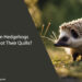 Can Hedgehogs Shoot Their Quills