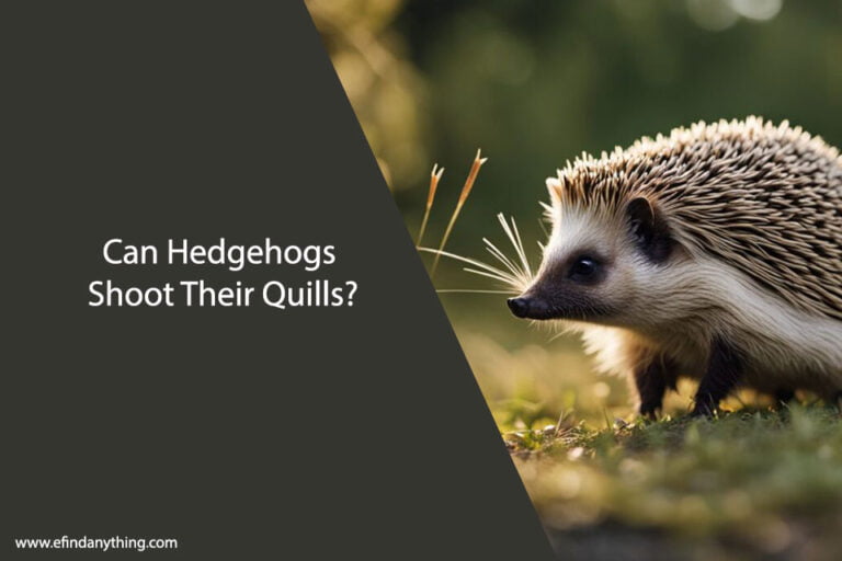 Can Hedgehogs Shoot Their Quills