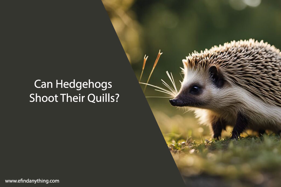 Can Hedgehogs Shoot Their Quills