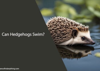 Can Hedgehogs Swim
