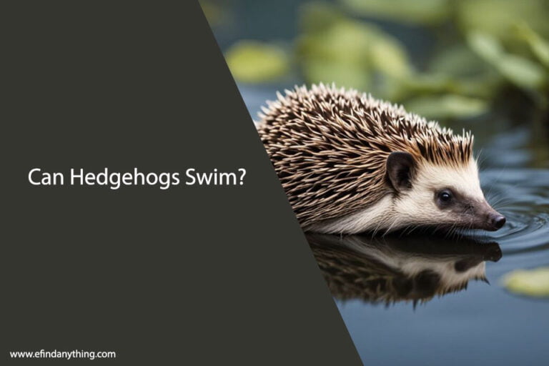 Can Hedgehogs Swim