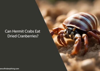 Can Hermit Crabs Eat Dried Cranberries