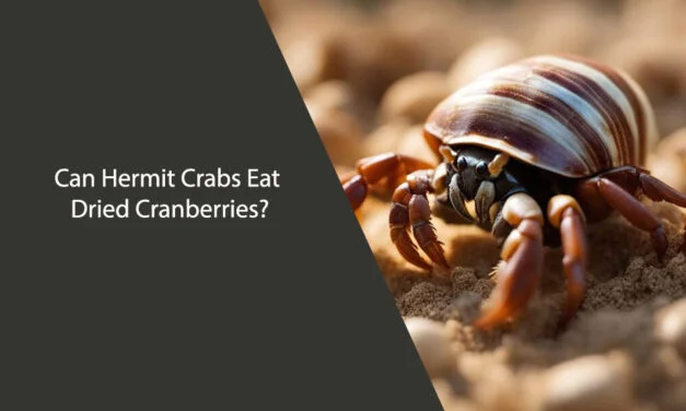 Can Hermit Crabs Eat Dried Cranberries?
