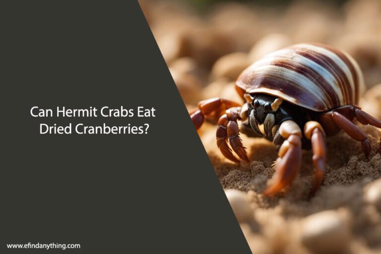 Can Hermit Crabs Eat Dried Cranberries