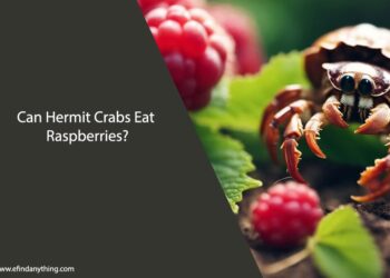 Can Hermit Crabs Eat Raspberries