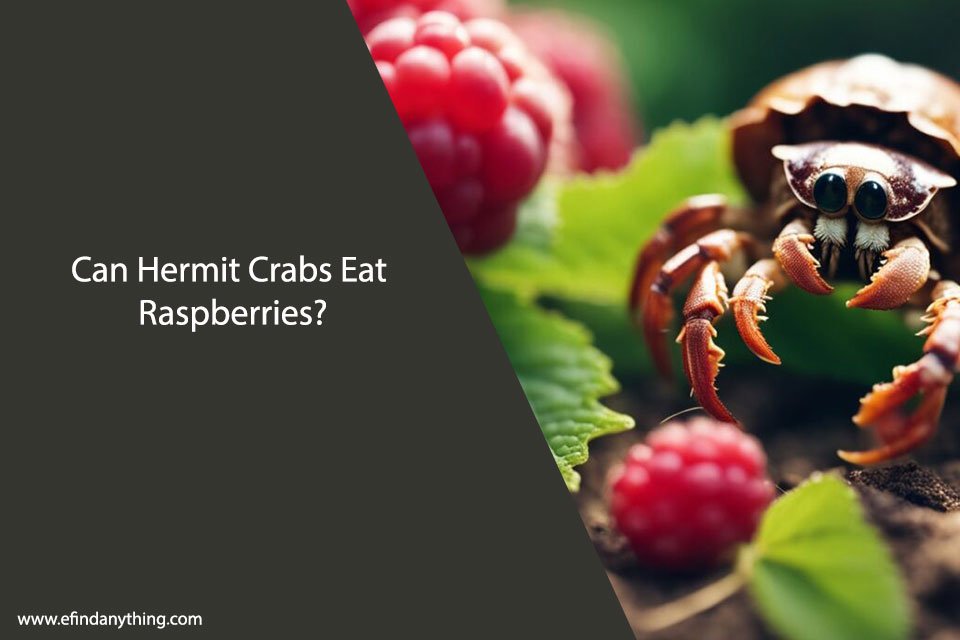 Can Hermit Crabs Eat Raspberries