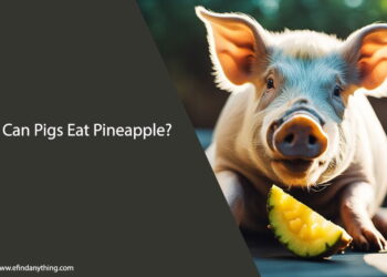 Can Pigs Eat Pineapple
