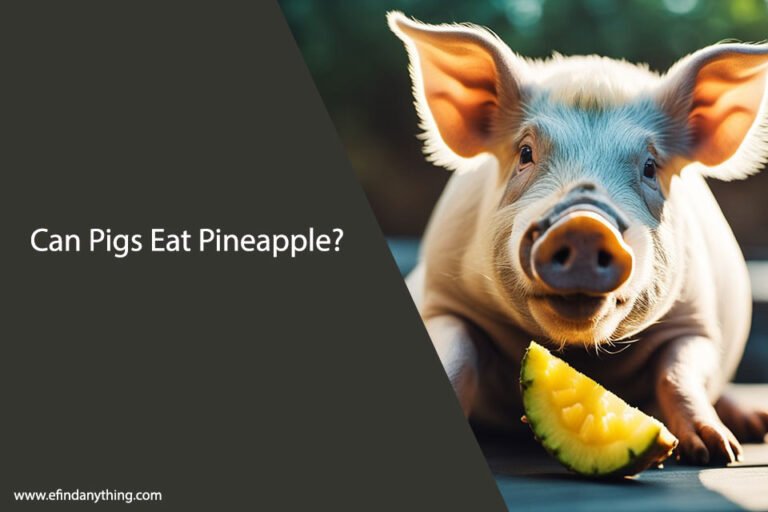 Can Pigs Eat Pineapple