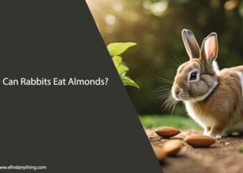 Can Rabbits Eat Almonds