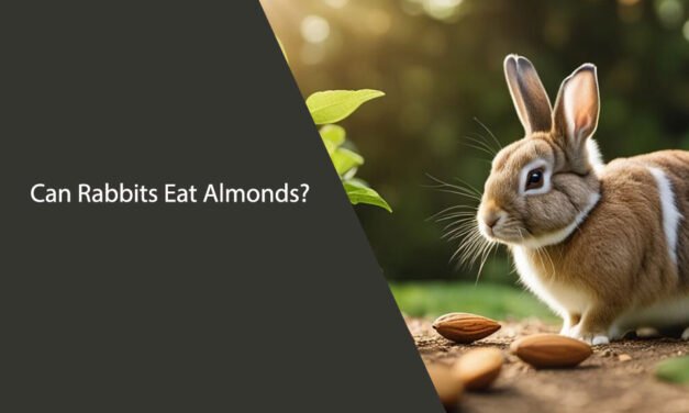 Can Rabbits Eat Almonds? A Comprehensive Guide