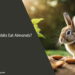 Can Rabbits Eat Almonds