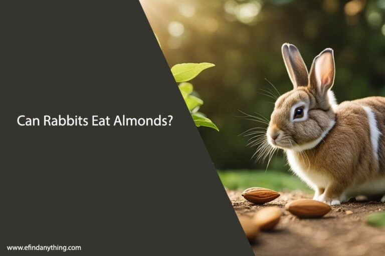 Can Rabbits Eat Almonds