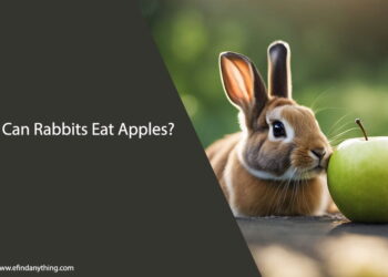 Can Rabbits Eat Apples