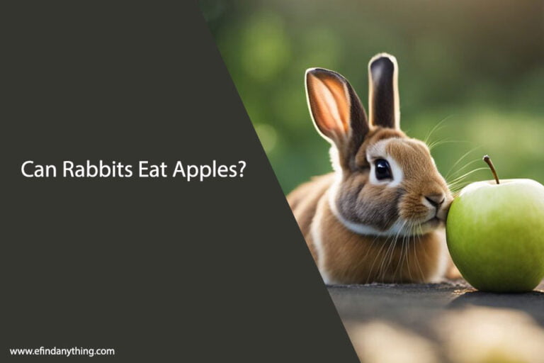 Can Rabbits Eat Apples