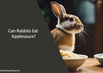 Can Rabbits Eat Applesauce