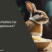Can Rabbits Eat Applesauce