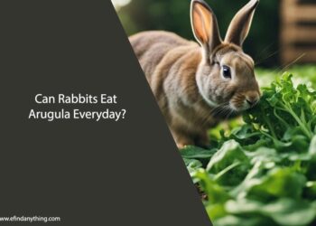 Can Rabbits Eat Arugula Everyday