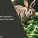 Can Rabbits Eat Arugula Everyday
