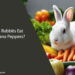 Can Rabbits Eat Banana Peppers