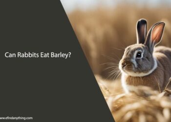 Can Rabbits Eat Barley