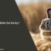 Can Rabbits Eat Barley