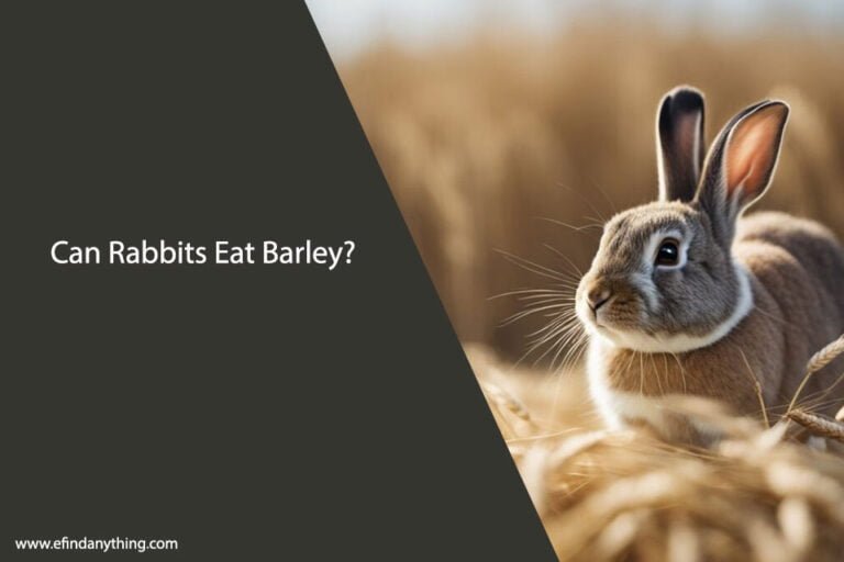 Can Rabbits Eat Barley