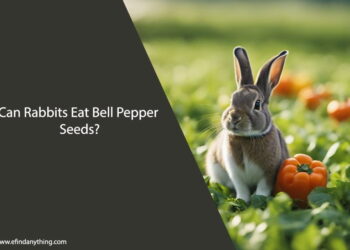 Can Rabbits Eat Bell Pepper Seeds