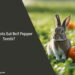 Can Rabbits Eat Bell Pepper Seeds