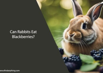 Can Rabbits Eat Blackberries