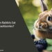 Can Rabbits Eat Blackberries