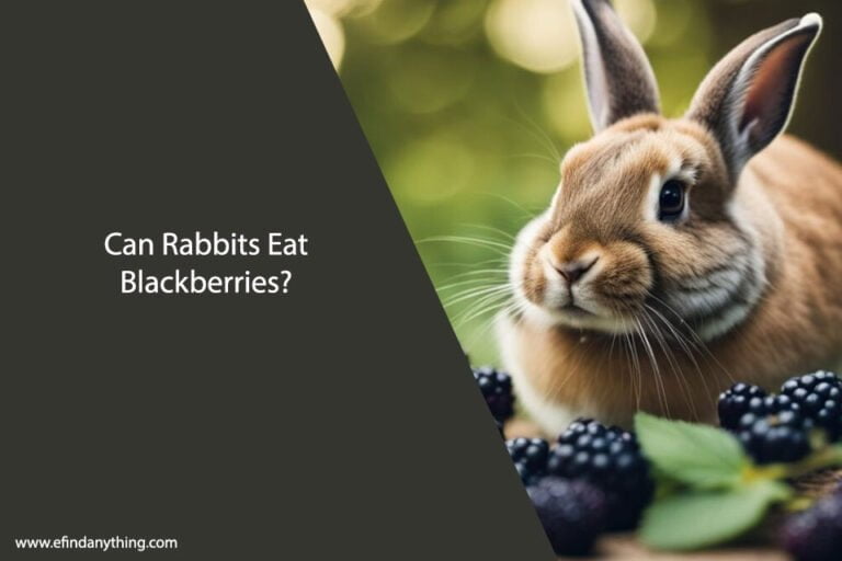Can Rabbits Eat Blackberries