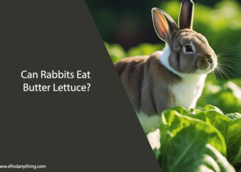 Can Rabbits Eat Butter Lettuce