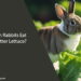 Can Rabbits Eat Butter Lettuce