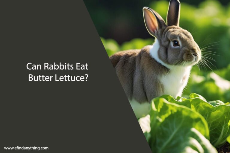 Can Rabbits Eat Butter Lettuce