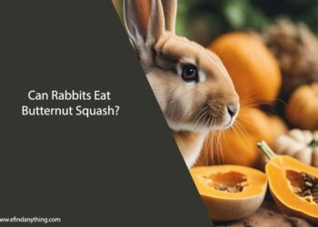 Can Rabbits Eat Butternut Squash