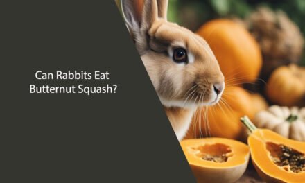 Can Rabbits Eat Butternut Squash?