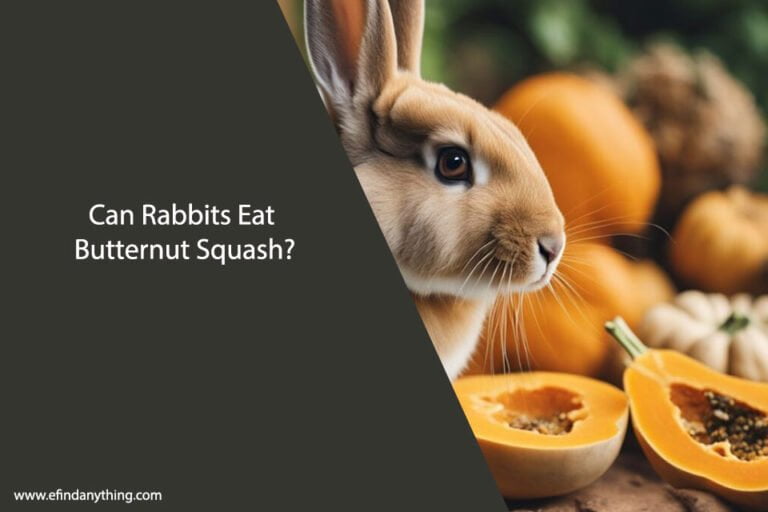 Can Rabbits Eat Butternut Squash