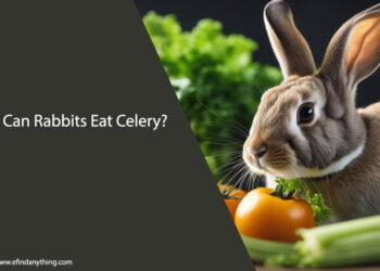 Can Rabbits Eat Celery
